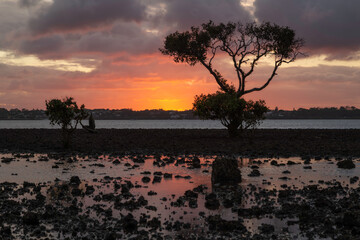 Tree sunset on the beach