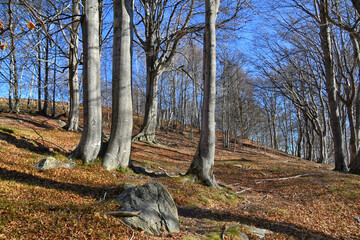 Il bosco di faggi sulle pendici dei monti