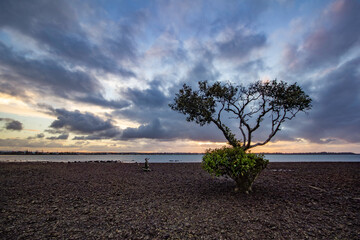tree on the beach