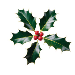 Christmas Holly Leaves with Red Berries Isolated PNG