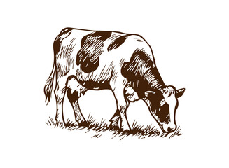 Simple hand drawn cow sketch, engraved farm animal drawing.
