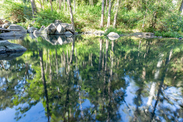 Stream in the forest 