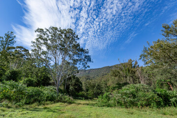 trees in the forest