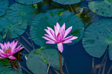 pink water lily