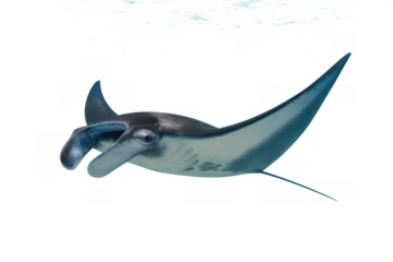 Manta ray swimming underwater with transparent background, marine life animal gliding gracefully in ocean