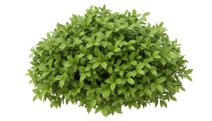 重なり合う葉が生む自然のリズムを感じる茂みの風景｜背景なし・透過PNG・コピースペース