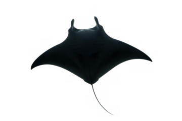Manta ray swimming gracefully under water, marine life, sea animal with transparent background