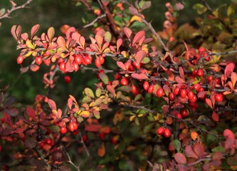 red,small fruits of Berberis vulgaris bush at autumn close up
