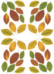 colorful various autumnal leaves as composition 