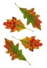colorful various autumnal leaves as composition 