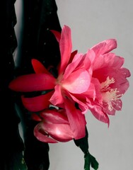 pretty pink flower of Epiphullum potted plant close up