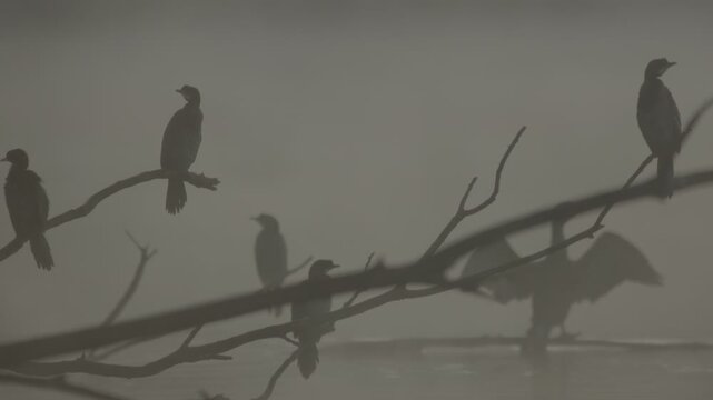 Fog early in the morning on the Adda River with a peninsula on the horizon and silhouettes of cormorants.