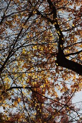 colorful leaves of various trees at autumn