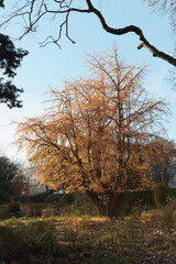 colorful leaves of various trees at autumn