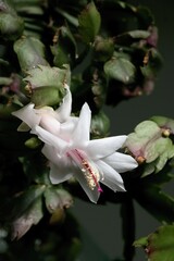 white flowers of schlumbergera succulent plant close up