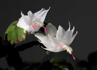 white flowers of schlumbergera succulent plant close up