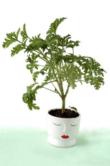 Pelargonium graveolens plant and aromatic green leaves