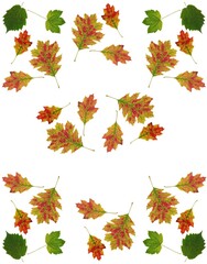 colorful various autumnal leaves as composition 