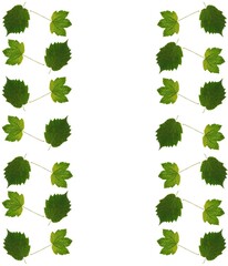 colorful various autumnal leaves as composition 