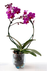 pretty colorful flowers of orchid phalaenopsis plant