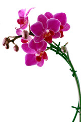 pretty colorful flowers of orchid phalaenopsis plant