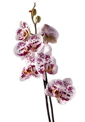 pretty colorful flowers of orchid phalaenopsis plant