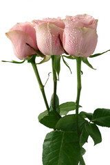 posy of three pink roses close up