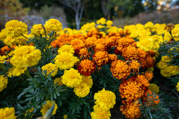 マリーゴールドの秋