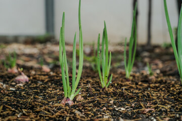  close-up of growing green onion in the vegetable garden