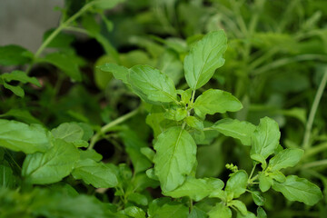  Thai basil leaves