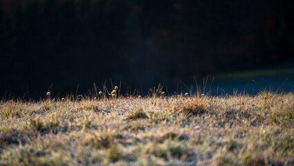 Meadow in front of a dark forest covered with hoarfrost shining in the early morning light