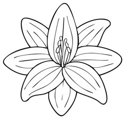 Obraz premium Lily Blossom Flower Outline Illustration with Petals and Pistil Botany