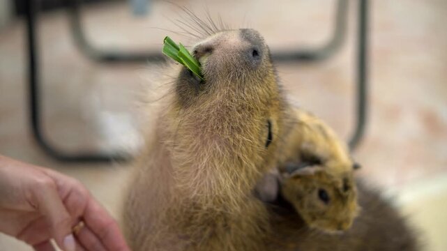 A person is petting a small animal. The animal is eating a green leaf. The person is holding the animal's head