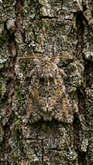 Fototapeta premium Detailed macro photograph of a fuzzy, textured moth resting flat against the dark, textured bark of a large forest tree