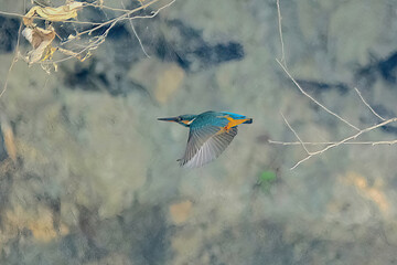 Common Kingfisher