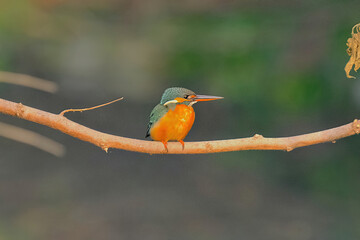 Common Kingfisher