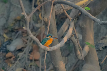 Common Kingfisher