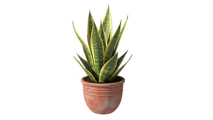 A small potted aloe vera plant on a white surface isolated on transparent background