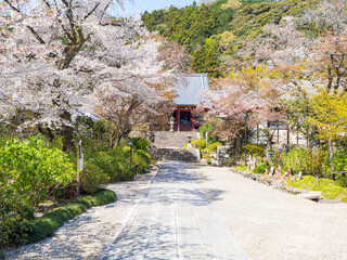【奈良県】大和郡山市 矢田寺(金剛山寺) (2025/04/09撮影)