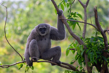 full body photo of Javan Gibbon (Hylobates moloch) on a tree with a clear background
