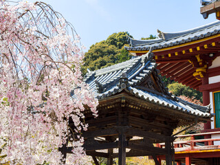 【奈良県】大和郡山市 矢田寺(金剛山寺) (2025/04/09撮影)