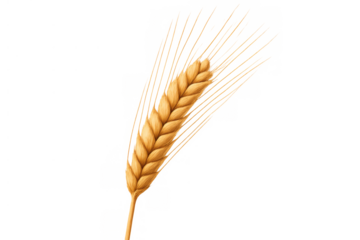 Wheat ear depicting agriculture, harvest, and food production, golden grain with transparent background
