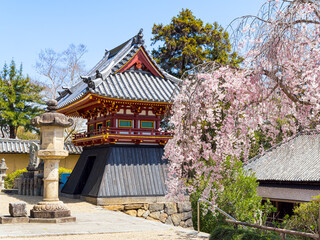 Obraz premium 【奈良県】大和郡山市 矢田寺(金剛山寺) (2025/04/09撮影)