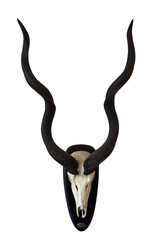 skull of antelope with horns isolated on white background