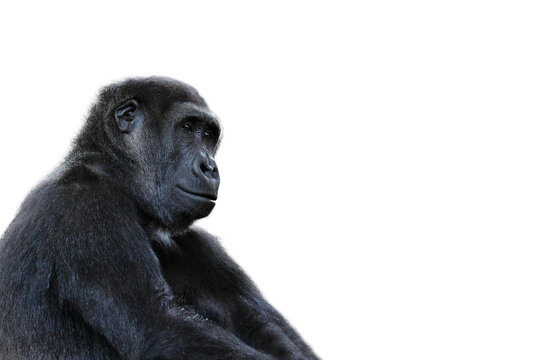 black gorilla looking isolated on white background