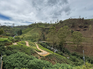 Plantacje herbaty na wzgórzach Sri Lanki © Karolina