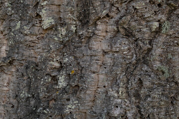 Quercus suber virgin cork bark texture
