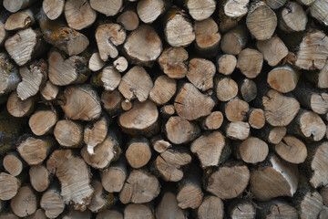 Woodshed full of stacked olive tree logs