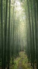 A vertical shot inside a dense Japanese bamboo forest