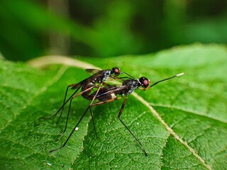 Macro View of Two Mating Stilt-legged Flies on Green Leaf